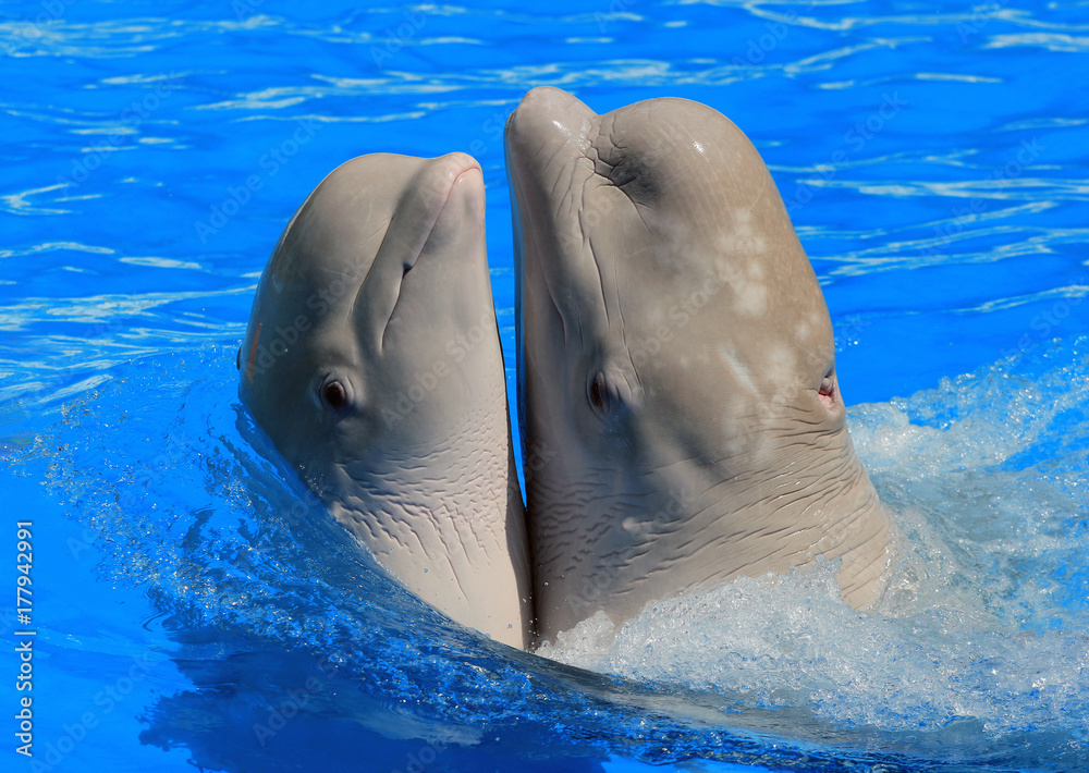 Fototapeta premium Two white beluga whales in a pool
