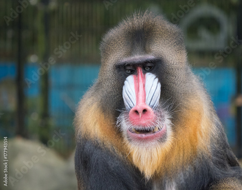 Canvas Print Frontal portrait of a mandrill monkey