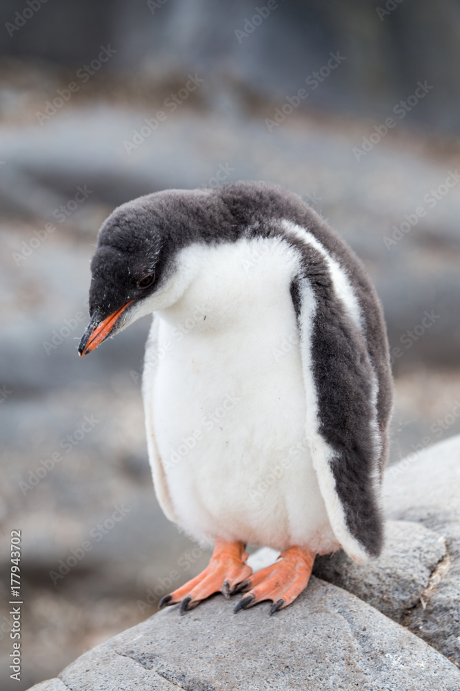 Fototapeta premium A Gentoo Penguin chick.