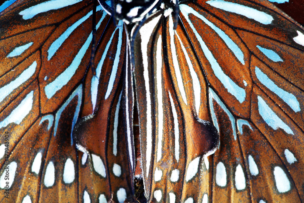 Fototapeta premium zamknąć się piękne skrzydło motyla jako tło