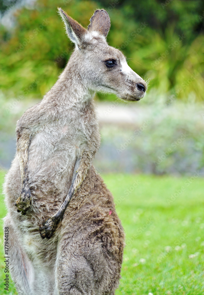 Fototapeta premium A wild grey kangaroo in Canberra, Australian Capital Territory