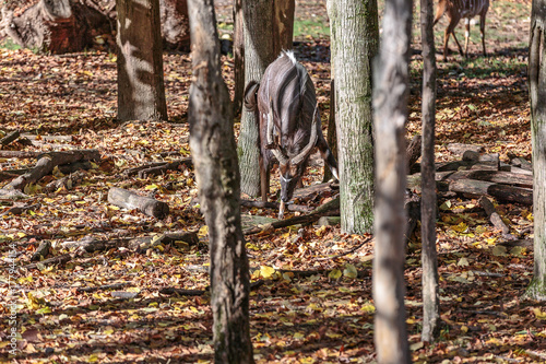 Sitatunga, Tragelaphus spekii, in mezzo alle alberi