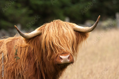 scottish highland cow