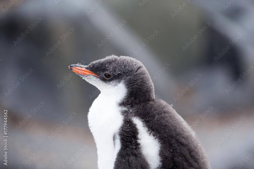 Obraz premium A Gentoo Penguin chick.