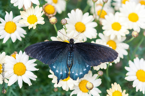 Pipevine Swallowtail Butterfly photo