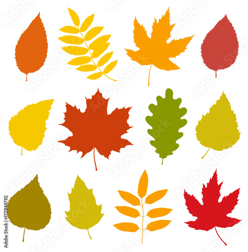 set of isolated colorful autumn leaves silhouettes