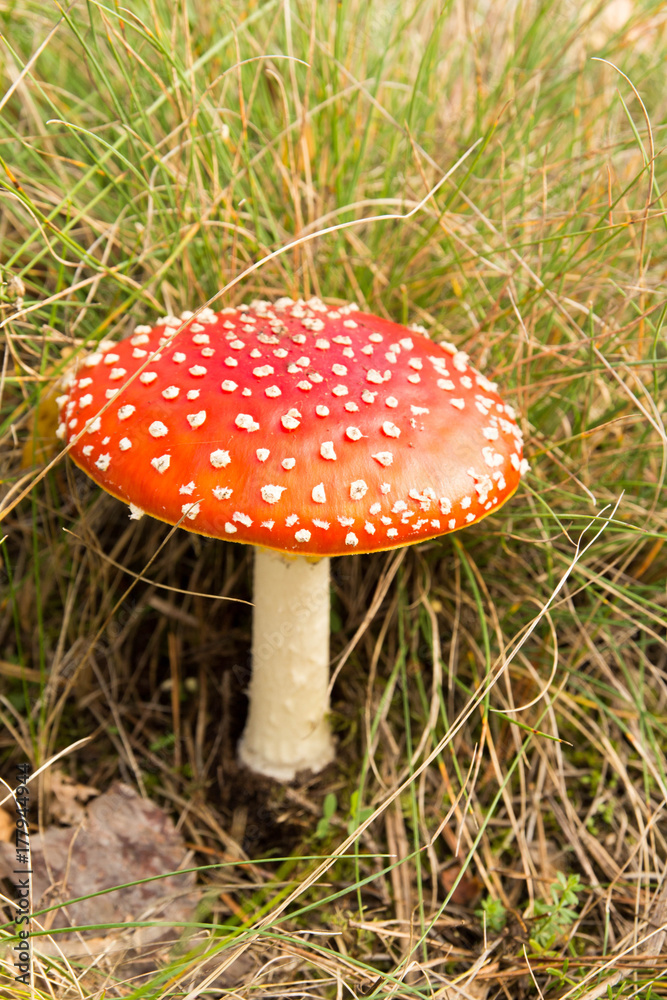 Roter Fliegenpilz mit weißen Punkten