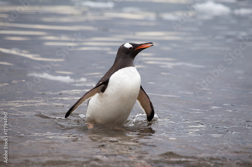 A Gentoo Penguin in the water.