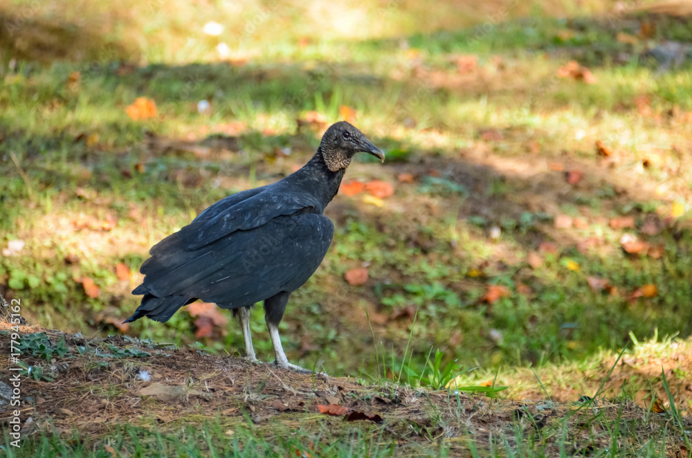 One black vulture in Virginia from the side One black vulture in Virginia from the side