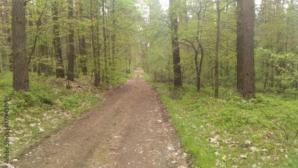 Obraz premium Forest road