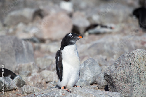 Gentoo Penguin  Neko Harbour  Antarctica