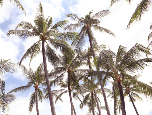 Relax in tropical paradise  below coconut palm tree