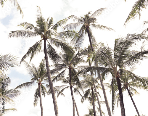 Relax in tropical paradise, below coconut palm tree