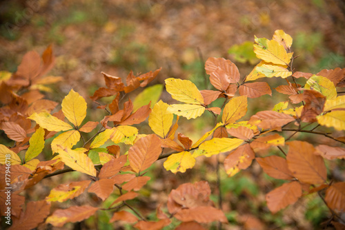 Moving charming landscape with colored autumn leaves in pastel colors