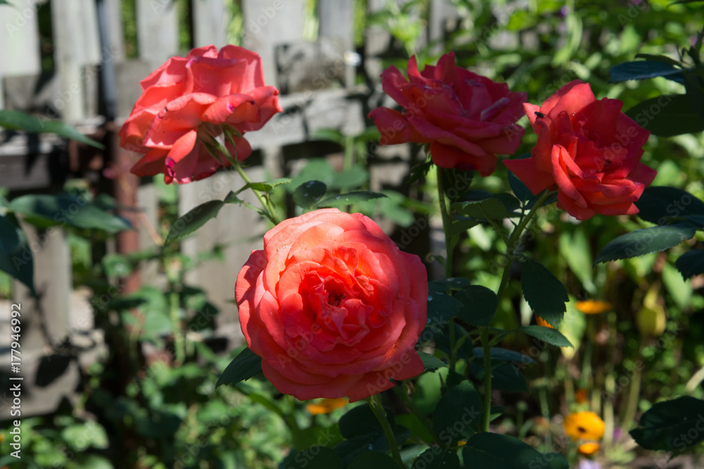 Beautiful homemade pink roses in the garden Beautiful homemade pink roses in the garden