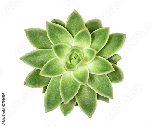 Fotografie Succulent plant isolated white background Top view