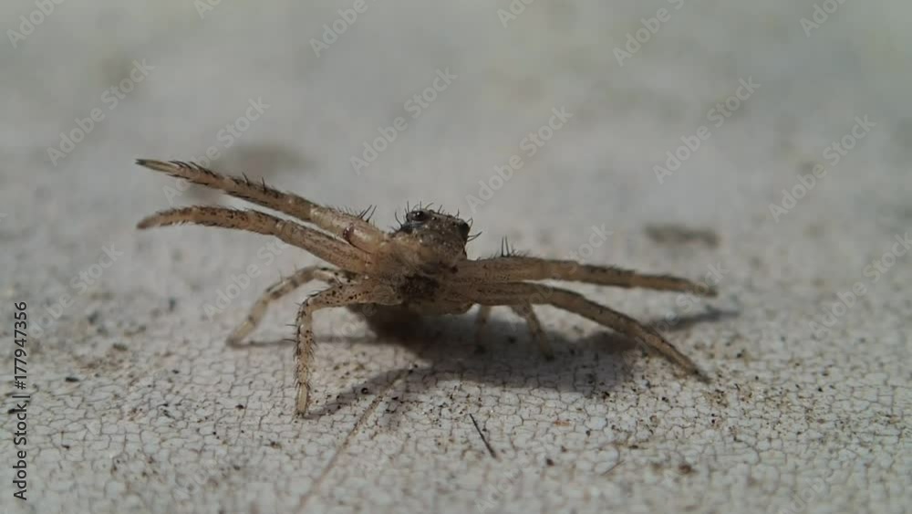 Brown crab spider Brown crab spider