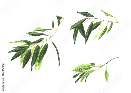 Olive branch isolated on white background with olives