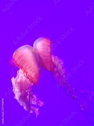 Jellyfish Kiss
