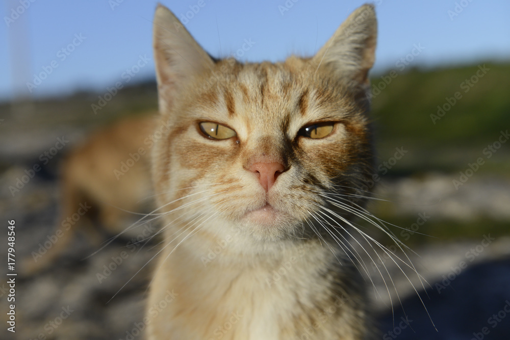 Obraz premium occhi di gatto