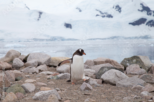 A gentoo penguin walks along the shoreline at Neko Harbour.