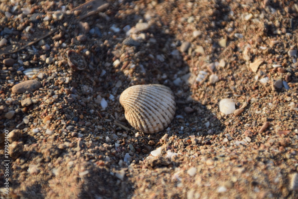 Seashells