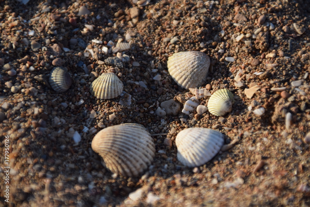 Seashells