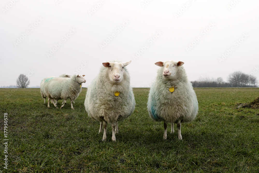 Sheep in a meadow in winter Sheep in a meadow in winter