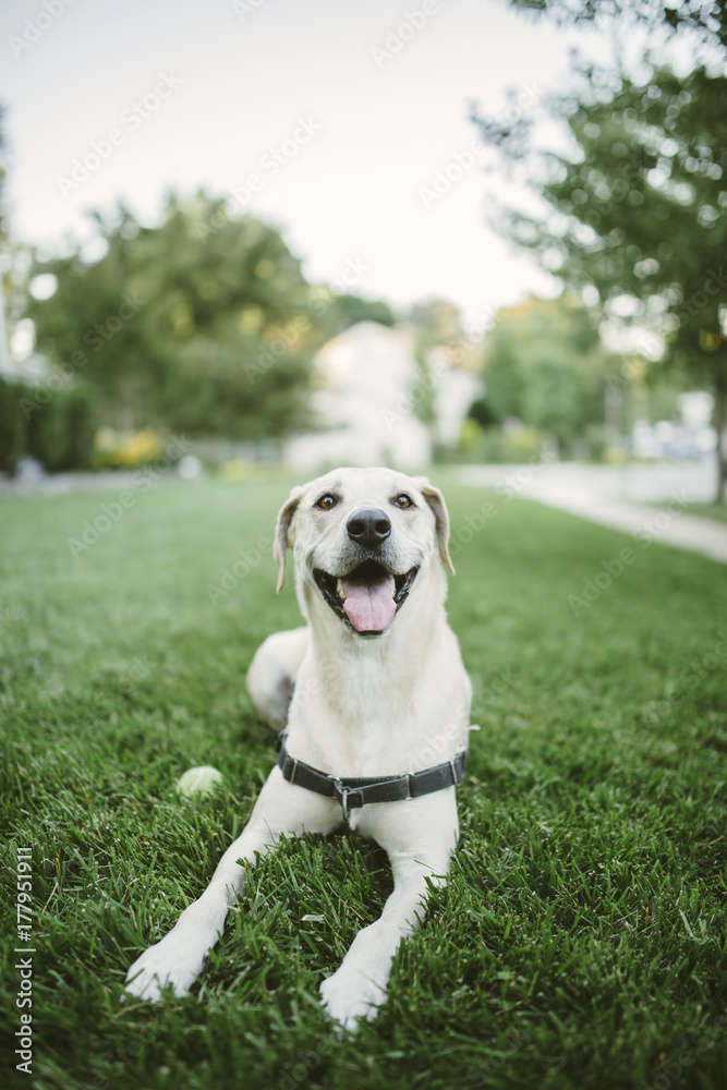 Yellow lab in the grass with a tennis ball Yellow lab in the grass with a tennis ball