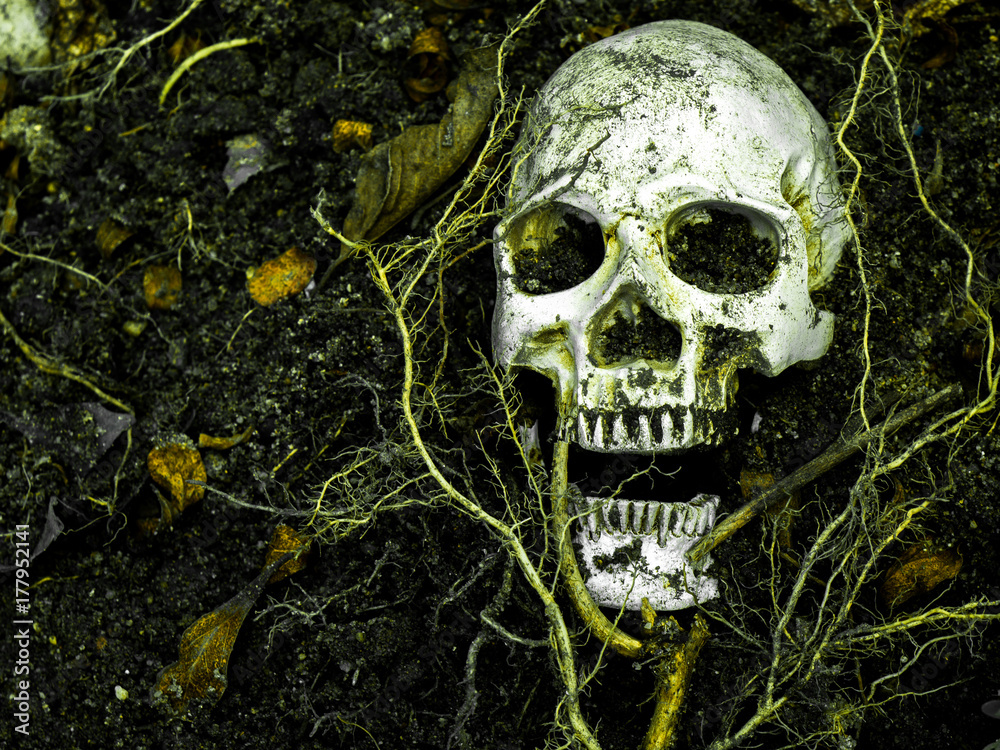 In front of human skull buried in the soil with the roots of the tree on the side. The skull has dirt attached to the skull.concept of death and Halloween In front of human skull buried in the soil with the roots of the tree on the side. The skull has dirt attached to the skull.concept of death and Halloween