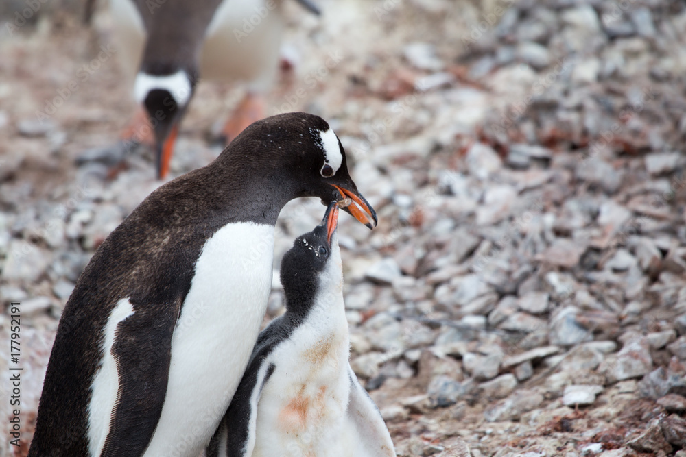 Fototapeta premium A Gentoo Penguin feeds its chick at Neko Harbour, Antarctica.