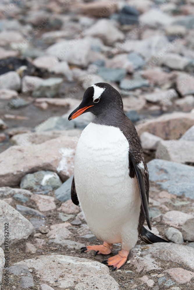 Fototapeta premium A gentoo penguin at Neko Harbour, Antarctica