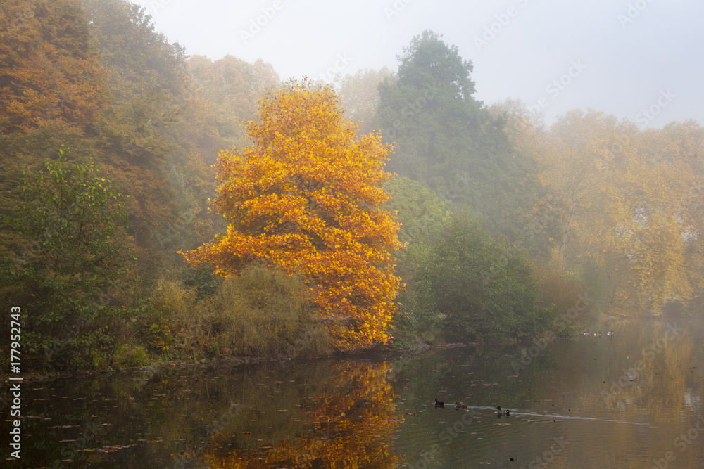 Herbst im Rombergpark, Dortmund, Ruhrgebiet, Nordrhein-Westfalen, Deutschland, Europa