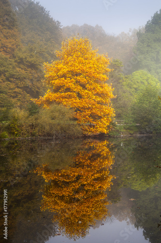 Herbst im Rombergpark  Dortmund  Ruhrgebiet  Nordrhein-Westfalen  Deutschland  Europa