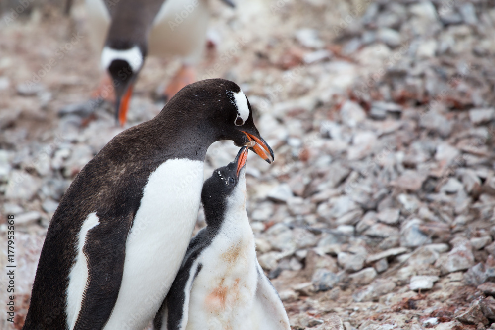 Naklejka premium A Gentoo Penguin feeds its chick at Neko Harbour, Antarctica.
