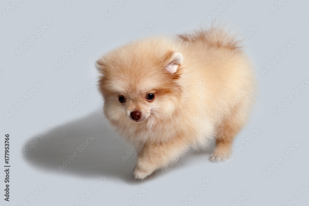 Puppy is a spitz. Yellow dog in the studio. Puppy is a spitz. Yellow dog in the studio.