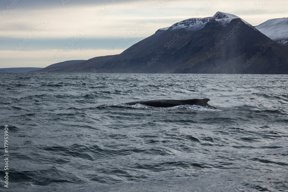 Fototapeta premium Whales