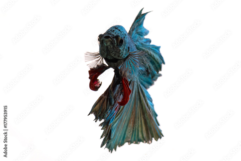 Fototapeta premium Beautiful fighting fish