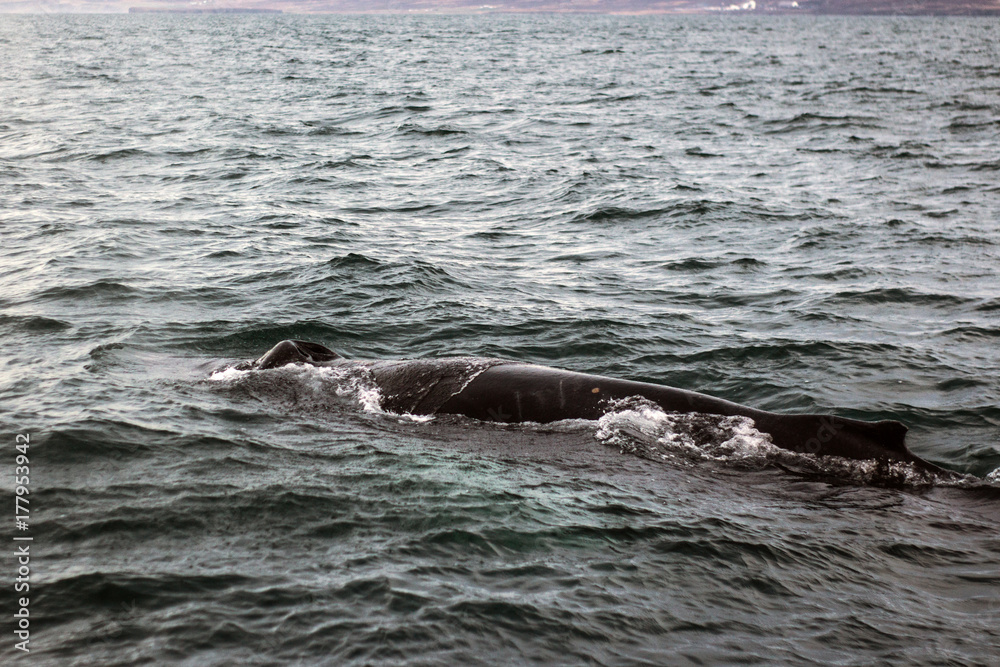 Fototapeta premium Whales