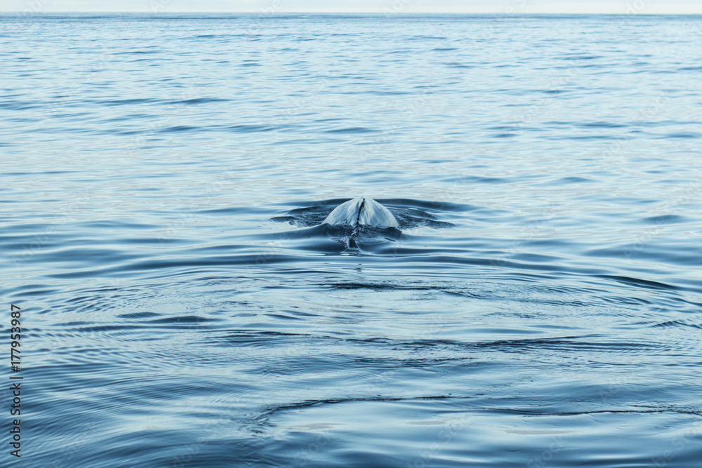 Fototapeta premium Whales