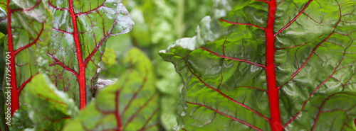 banner lettuce large chard leaves