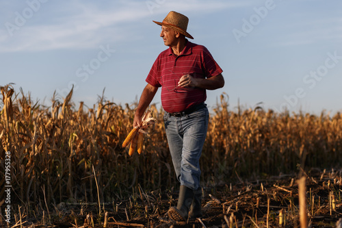 Senior farmer walking in corn field and examining crop before harvesting. 