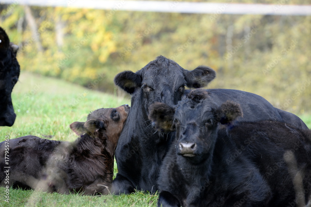 close together, two adult and one baby black angus lying close together