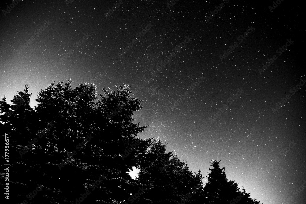 Fototapeta premium Starry sky over glowing trees
