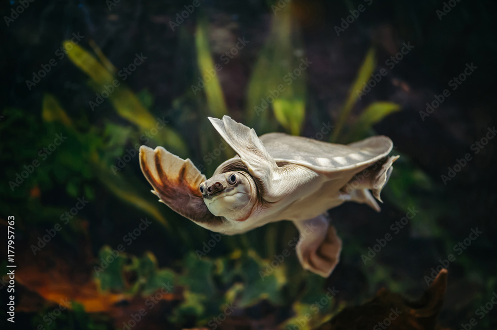 Fotografie Carettochelys insculpta