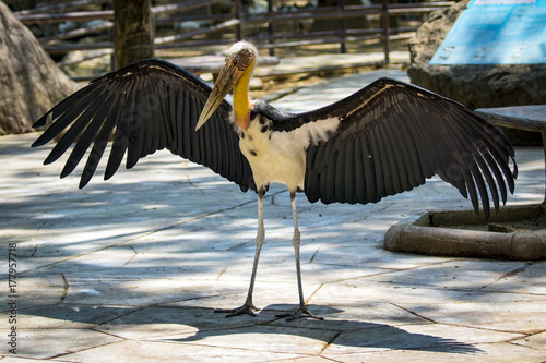 Image of a Lesser adjutant stork. wild animals. photo