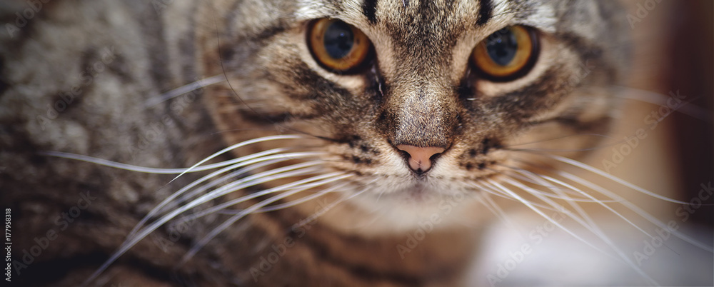 Muzzle of an angry striped cat Muzzle of an angry striped cat