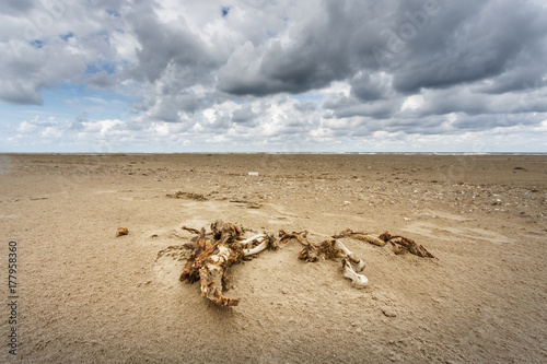 Seehund-Skelett am Strand