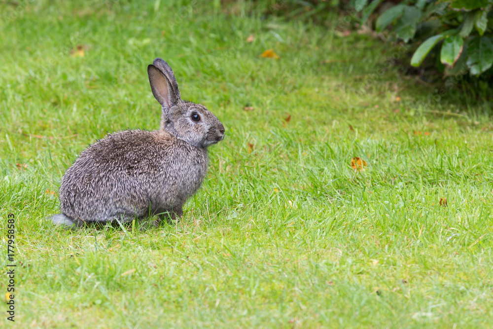 Wildkaninchen Wildkaninchen