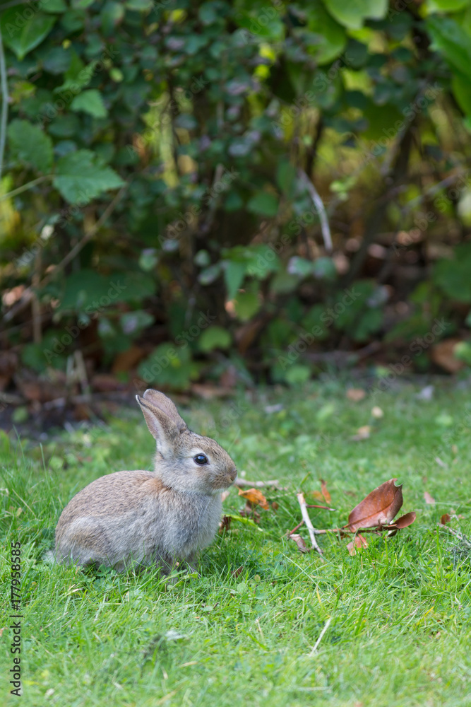 Fototapeta premium Junges Wildkaninchen